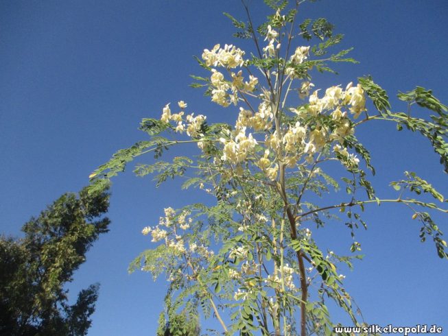 Moringa das Superfood aus dem Senegal Silke Leopold